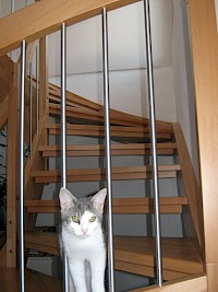 Unser Kater Bonkers